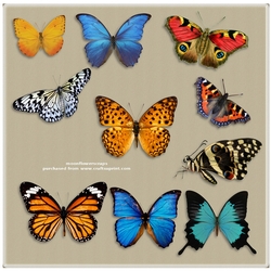 Mixed Butterflies