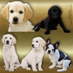 Cute puppy 1