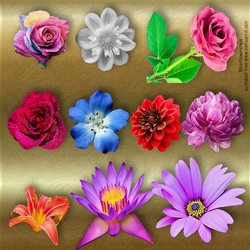 Beautiful Flowers