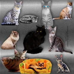 Cat mix 2