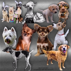Dogs Designer mix