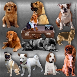 Dog Mix