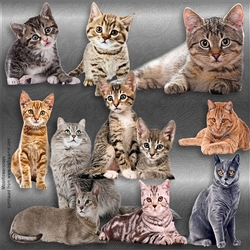 Beautiful cats