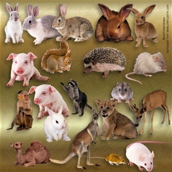 Designer Resource Animal Mix