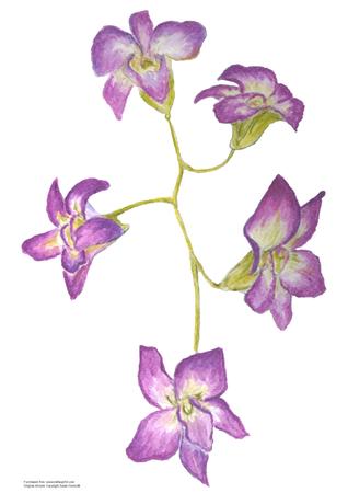 Watercolour Orchids