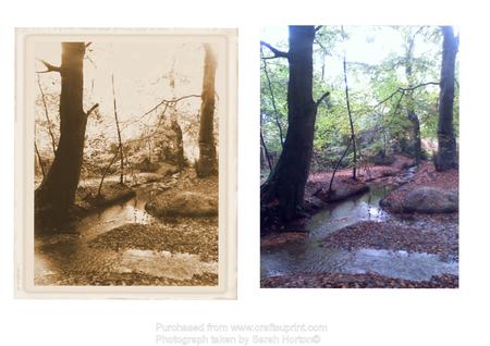 Magical Woodland