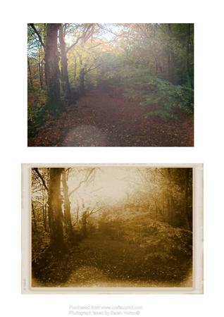 Hazy Woodland