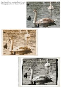 Swans