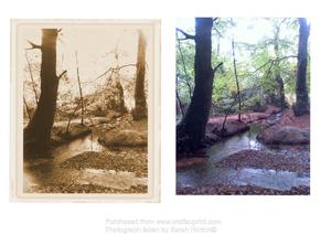 Magical Woodland