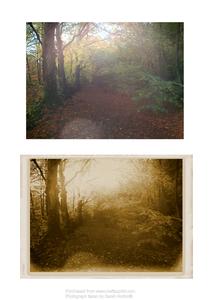 Hazy Woodland