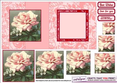 Pink Rose