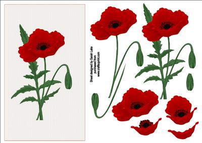Red Poppy