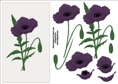 Purple Poppy
