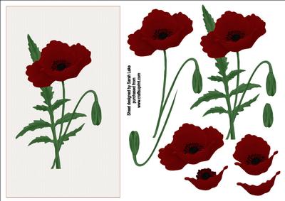 Deep Red Poppy