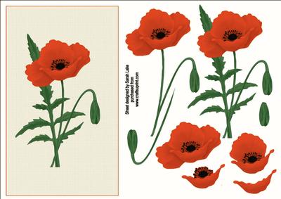 Orange Poppy