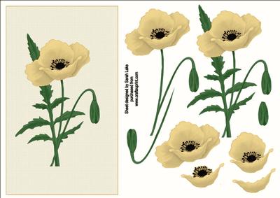 Cream Poppy
