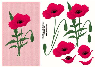 Shocking Pink Poppy