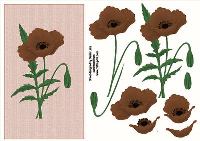 Choclate Poppy