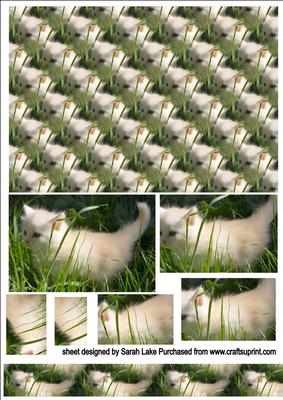 Kitten on the Prowl
