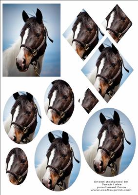 Horse Head