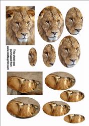 The Big Cats