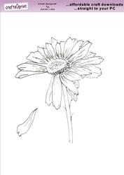 Daisy