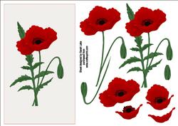 Red Poppy