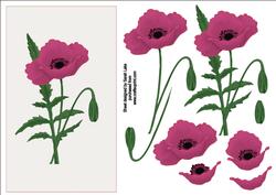 Pink Poppy