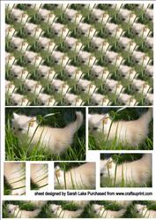 Kitten on the Prowl