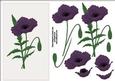 Purple Poppy