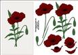 Deep Red Poppy