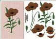 Choclate Poppy