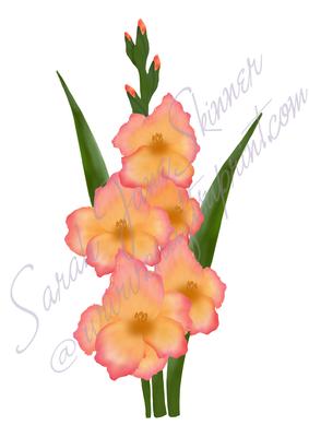 Digitally Painted Gladioli Flower in Pink & Peach