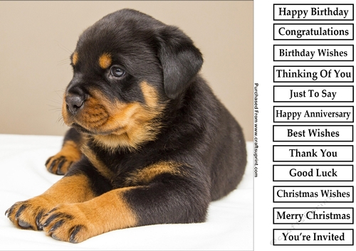 Cute Puppy 8x8 Quick Card
