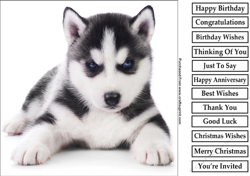 Cute Puppy 2 8x8 Quick Card