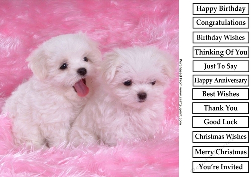Cute Puppy 3 8x8 Quick Card