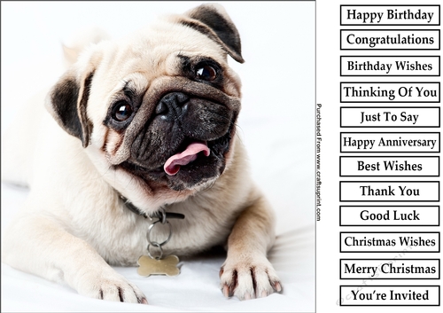 Cute Puppy 5 8x8 Quick Card