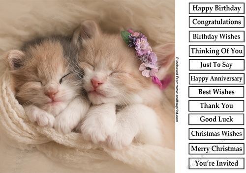 Cute Kitten 3 8x8 Quick Card