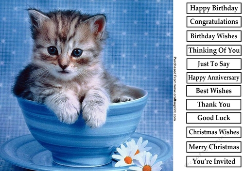 Cute Kitten 4 8x8 Quick Card