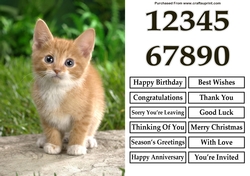 Cute Ginger Kitten A5 Quick Card