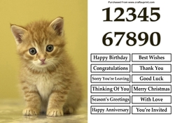 Cute Ginger Kitten 2 A5 Quick Card