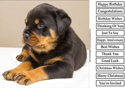Cute Puppy 8x8 Quick Card
