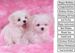 Cute Puppy 3 8x8 Quick Card