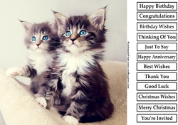 Cute Kitten 2 8x8 Quick Card