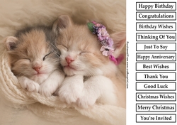 Cute Kitten 3 8x8 Quick Card