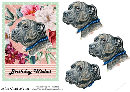 Birthday Wishes Pit Bull