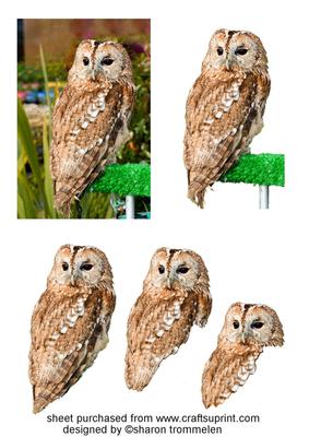 Tawny Owl Step by Step