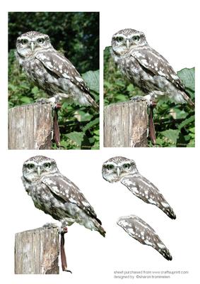 Little Owl Step by Step