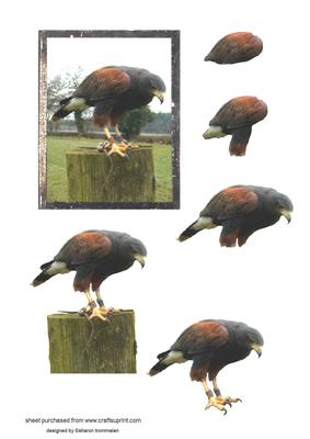 Harris Hawk Step by Step