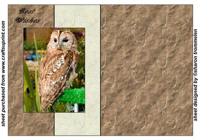 Tawny Owl Fold Back Sheet